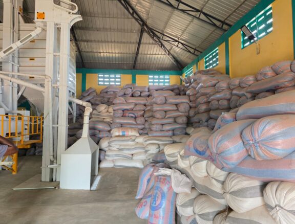 Production of maize, rice, and soybean seeds